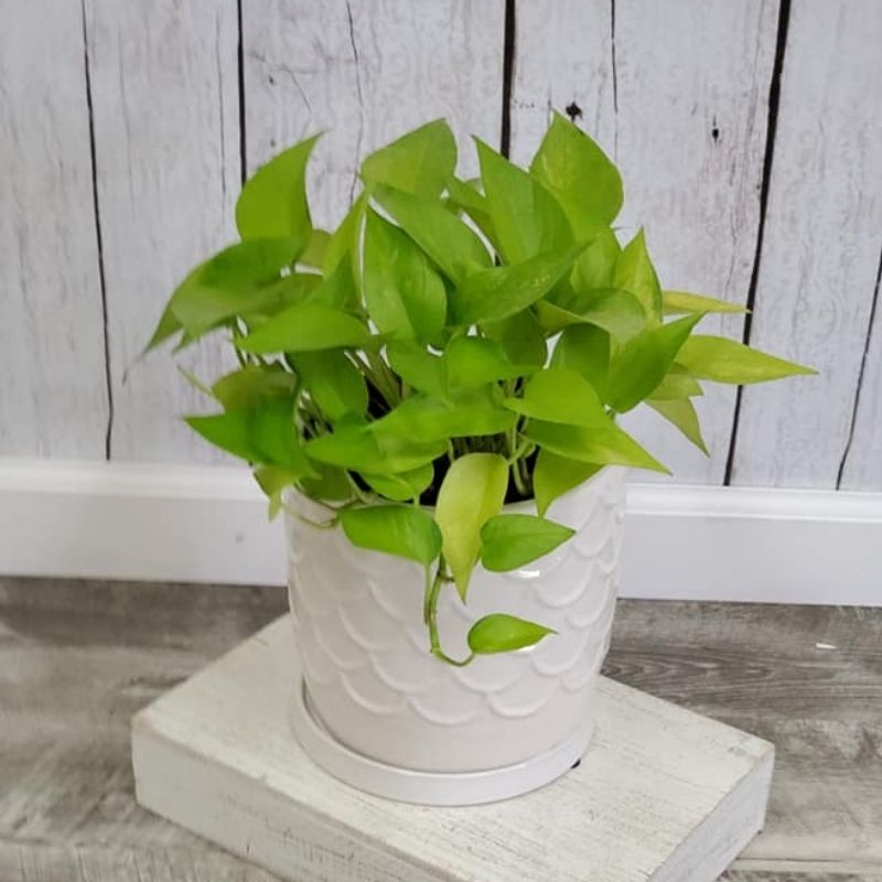 Neon Pothos, Assorted Sizes