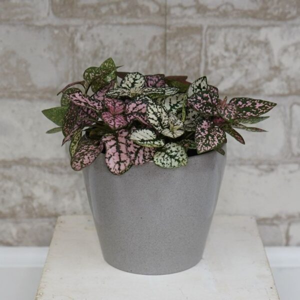 Polka Dot Plant