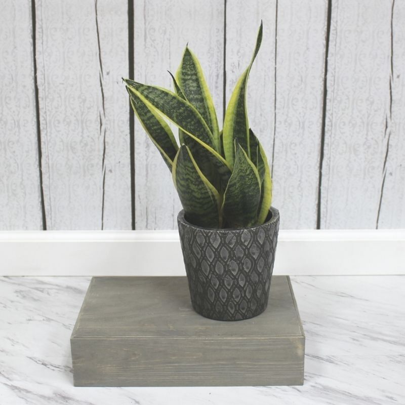 Sansevieria Laurentii, Assorted Sizes