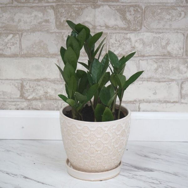 ZZ Plant
