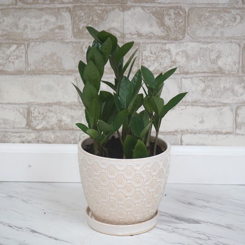 ZZ Plant, Assorted Sizes