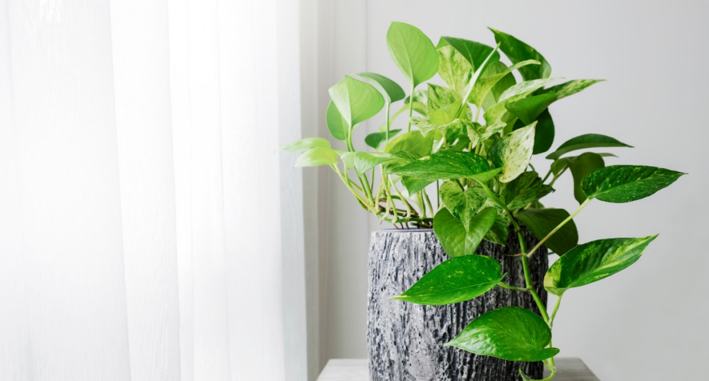 House Plants for Healthy Living August