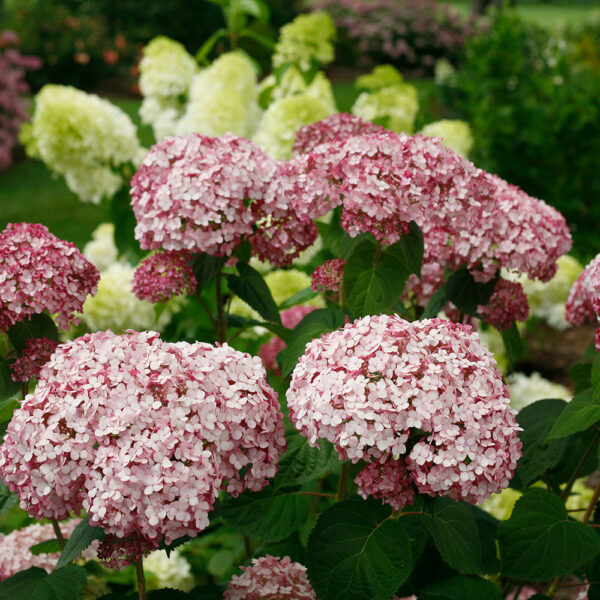Proven Winners Hydrangea Incrediball Blush