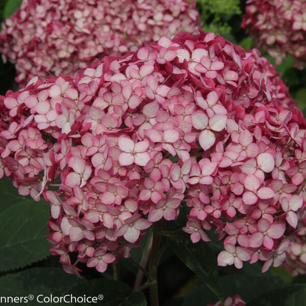 Proven Winners Hydrangea Invincible Ruby