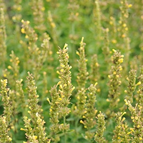 Kudos Yellow Hyssop #1.5 gallon pot
