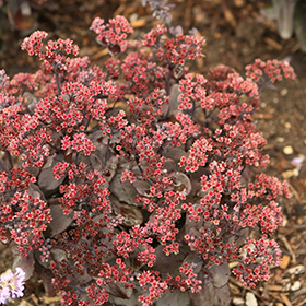 Rock 'N Grow Back in Black Stonecrop #1.5 gallon pot - Proven Winners
