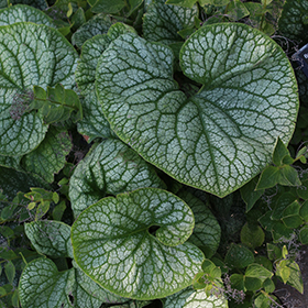 Jack of Diamonds Bugloss #1.5 gallon pot - Proven Winners