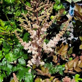 Pink Lightning Astilbe #1 gallon pot