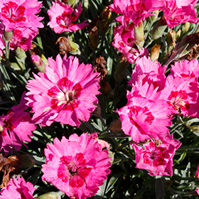 Paint The Town Fancy Pinks #1.5 gallon pot - Proven Winners