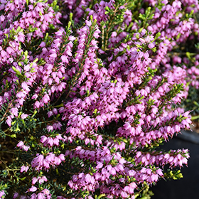 Mediterranean Pink Heath #3 gallon pot