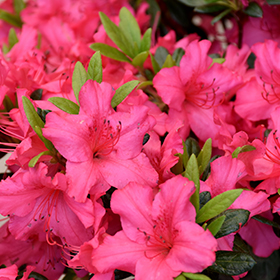 Girard's Rose Azalea #1 gallon pot
