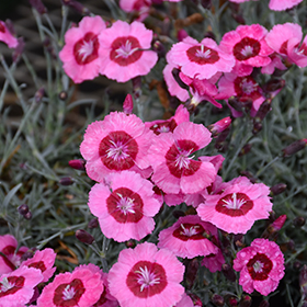 Star Single Peppermint Star Pinks #2 gallon pot