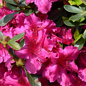 Girard's Fuchsia Evergreen Azalea #1 gallon pot