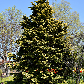 Confucius Hinoki Falsecypress #3 gallon pot