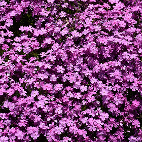 Emerald Pink Moss Phlox #1 gallon pot