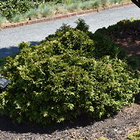 Grune Kugel Arborvitae #1 gallon pot