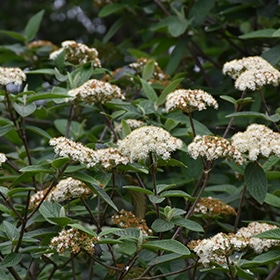 Alleghany Viburnum #5 gallon pot