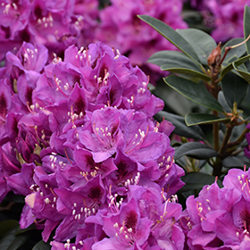 Anah Kruschke Rhododendron #3 gallon pot