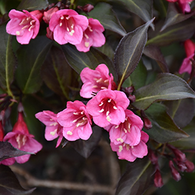 Wine and Roses Weigela #2 gallon pot - Proven Winners