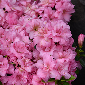 Rosebud Azalea #1 gallon pot