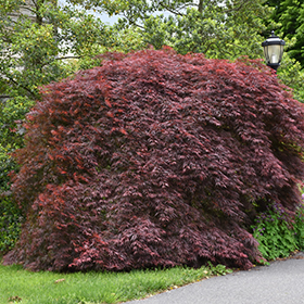 Tamukeyama Japanese Maple #3 gallon pot