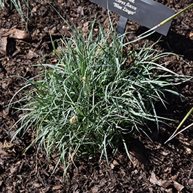 Blue Zinger Blue Sedge #1.5 gallon pot