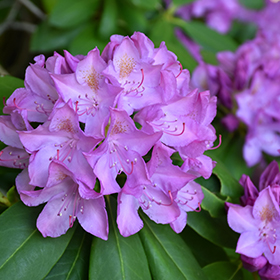 Purpureum Elegans Rhododendron #10 gallon pot - 30-36" spread