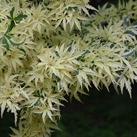 Butterfly Variegated Japanese Maple #1 gallon pot