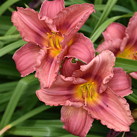Happy Ever Appster Rosy Returns Daylily 4.25"/quart pot