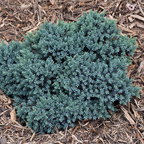 Blue Star Juniper #1 gallon pot