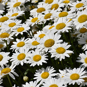 Becky Shasta Daisy #1 gallon pot