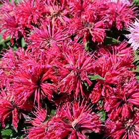 Cherry Pops Beebalm #1 gallon pot