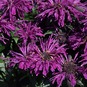 Rockin' Raspberry Beebalm #1 gallon pot