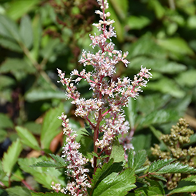 Look At Me Astilbe #1 gallon pot