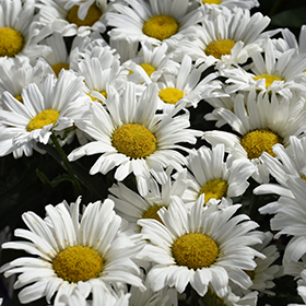 Daisy May Shasta Daisy #1.5 gallon pot - Proven Winners