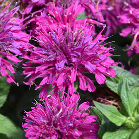 Grape Gumball Beebalm #2 gallon pot