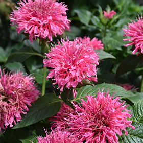 Bubblegum Blast Beebalm #1 gallon pot