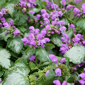 Purple Chablis Spotted Dead Nettle 4.25"/quart pot - Proven Winners