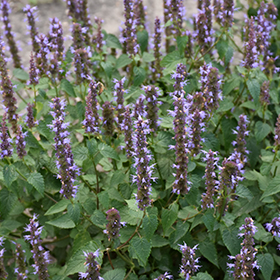 Little Adder Hyssop #1 gallon pot