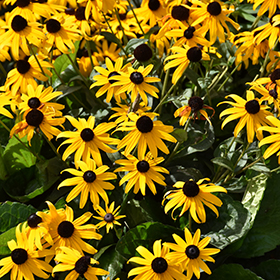 Orange Coneflower 4.25"/quart pot - Caterpillar Candy