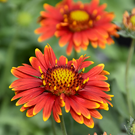 Arizona Red Shades Blanket Flower #1 gallon pot