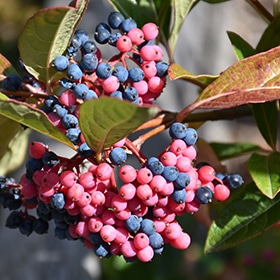 Brandywine Viburnum #5 gallon pot