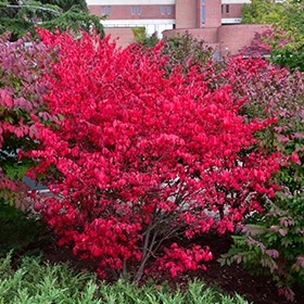 Compact Winged Burning Bush #5 gallon pot