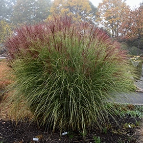 Morning Light Maiden Grass #5 gallon pot