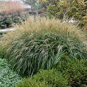 Adagio Maiden Grass #3 gallon pot