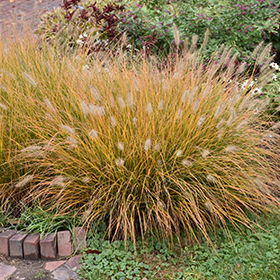Hameln Dwarf Fountain Grass #2 gallon pot