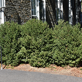 Green Mountain Boxwood #10 gallon pot - 2-2.5' height