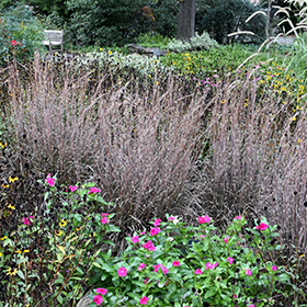 Standing Ovation Bluestem #1 gallon pot
