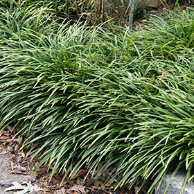 Big Blue Lily Turf #1 gallon pot