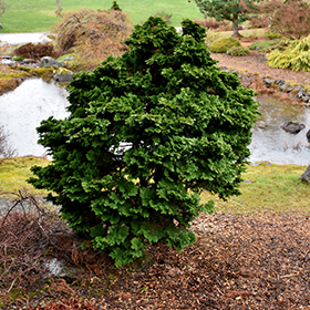 Dwarf Hinoki Falsecypress #3 gallon pot